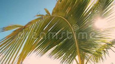 蓝天映衬下的棕榈树叶。热带岛屿海岸的棕榈树